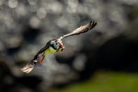 Puffin auf Runde (N)
