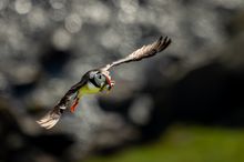 Puffin auf Runde (N)