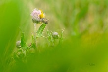 Krabbenspinne