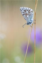 Ein dunkler Sommer