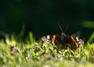 Admiral in der Abendsonne