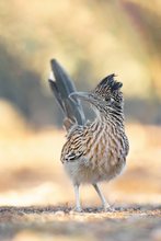 Meep meep" Der Roadrunner on Tour