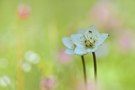 Parnassia palustris