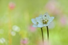 Parnassia palustris