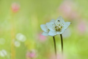Parnassia palustris