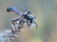 Grabwespe (Prionix kirbii)