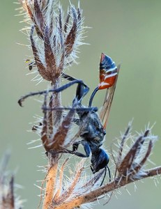 Grabwespe (Prionix kirbii) 2