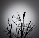 Krabat