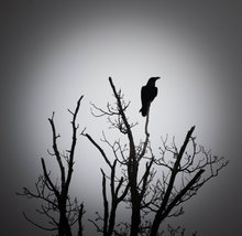 Krabat