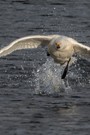 Singschwan