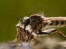Eine Schlichte Raubfliege saugt an einem Nachtfalter