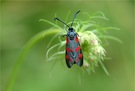 Widderchen