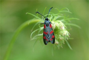 Widderchen