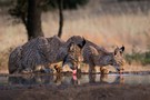 Lynx pardinus