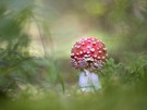 Pilzsaison
