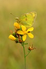 Wiesenklee Gelbling