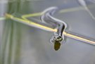 Ringelnatter
