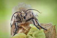 Schwammspinner, Portrait