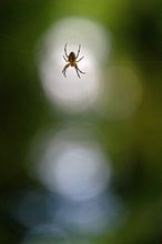 Kreuzspinne mit Bokeh