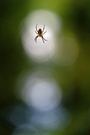 Kreuzspinne mit Bokeh