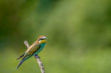 juv. Bienenfresser