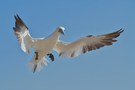 Im Anflug