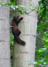 Baummarder