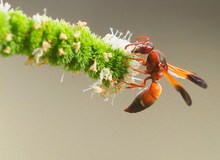 Rhynchium oculatum (2)
