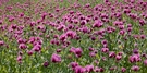 Schlafmohn