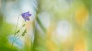 Waldglockenblume