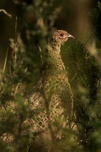 Fasanenportrait