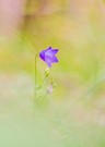 Waldglockenblume II