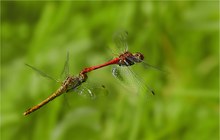 Hochzeitsflug