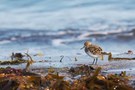 Strandläufer