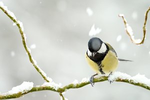 Kleiner Vorgeschmack