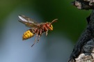 Anflug zum Nest