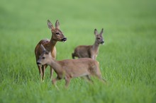 Familienausflug