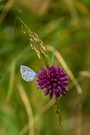 Faulbaumbläuling auf einer Alliumblüte