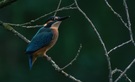 Eisvogel