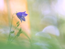 Waldglockenblume II