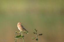 Braunkehlchen