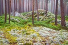 Nordland-Wald
