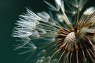 Pusteblume mit Tautropfen