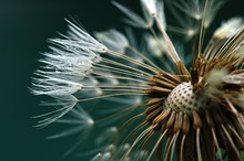 Pusteblume mit Tautropfen