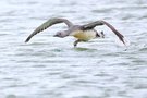 Sterntaucher