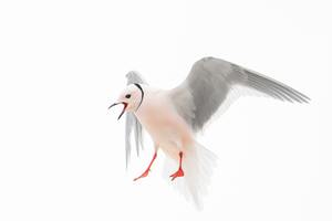 Rosenmöwe