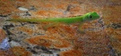 Minni-Drachen....