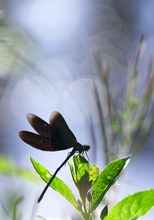 Prachtlibelle
