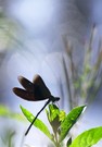 Prachtlibelle
