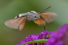 Grimmiges Taubenschwänzchen
